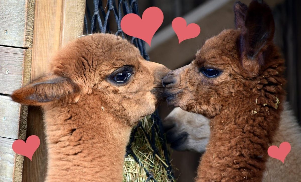 📣 Spinners Flock Newsletter — February 2026