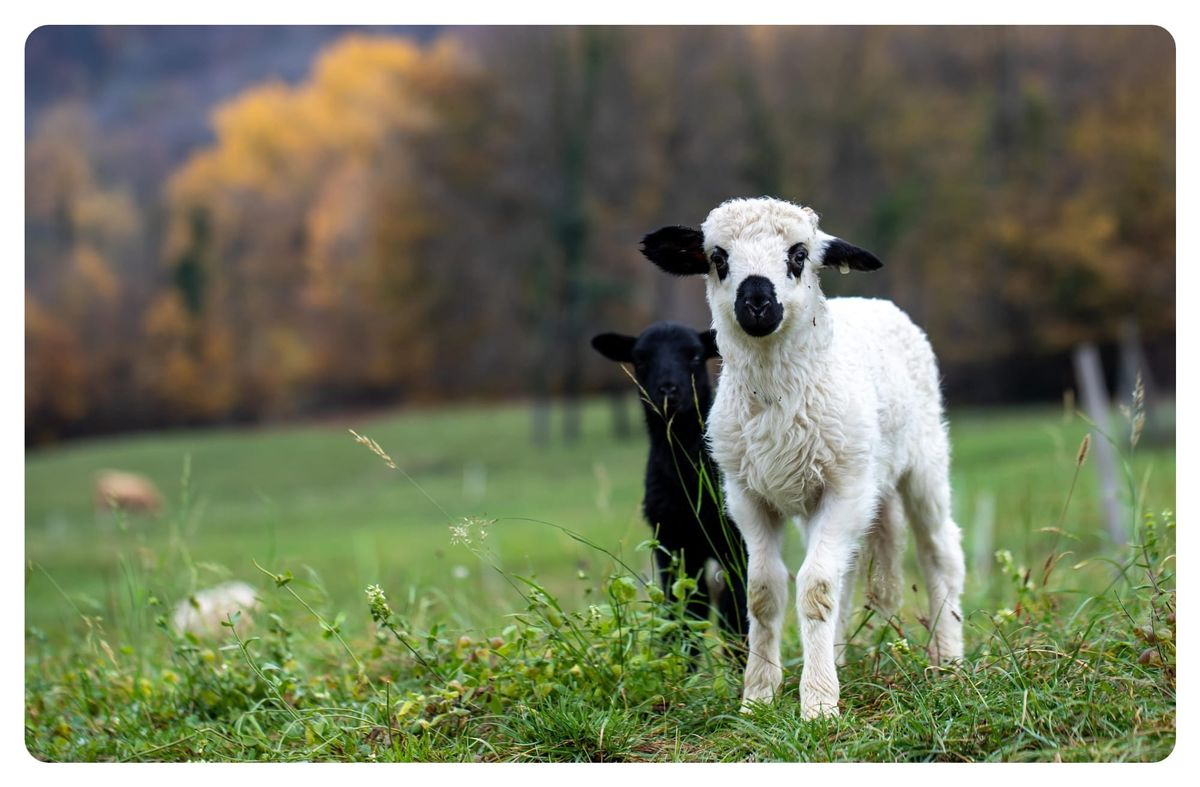 Spinners Flock Newsletter - April 2026