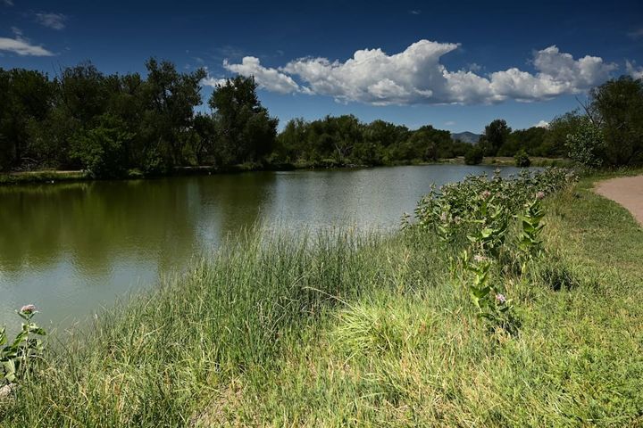 A calm reservoir ringed by cottonwoods and cattails under a big blue Colorado sky, a gravel walking path along the grassy bank, low foothills on the horizon.