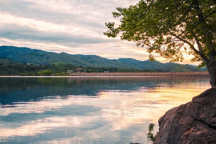 A tree at the edge of a foothills reservoir in the northern Colorado Front Range.