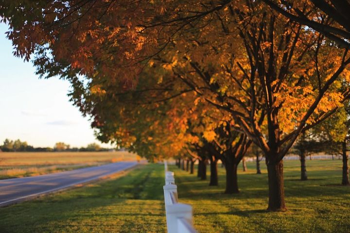 A tree-lined residential road with a white fence in Longmont, Colorado, in autumn.