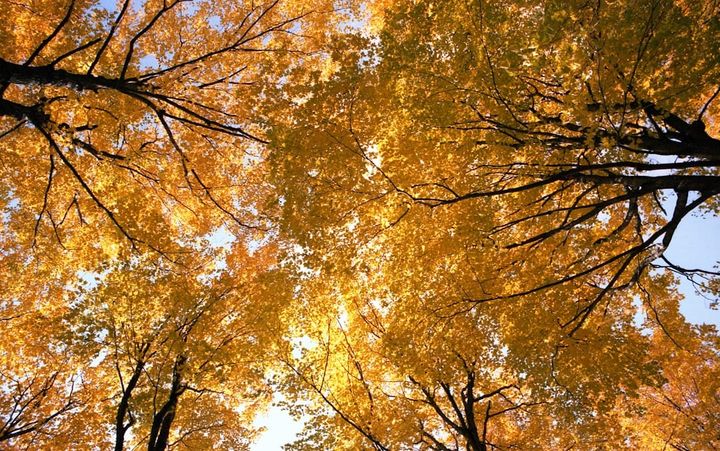 Looking straight up into a canopy of golden autumn leaves and dark bare branches against a pale blue sky.