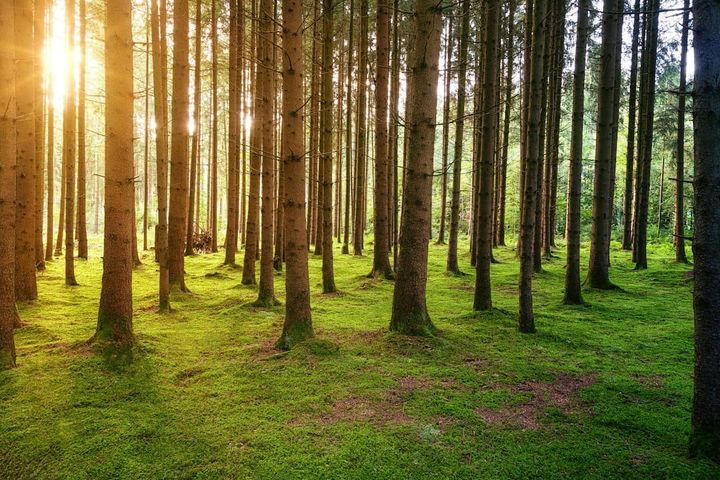 Morning sun through a stand of tall, straight conifers with a clear, open understory of low green ground cover