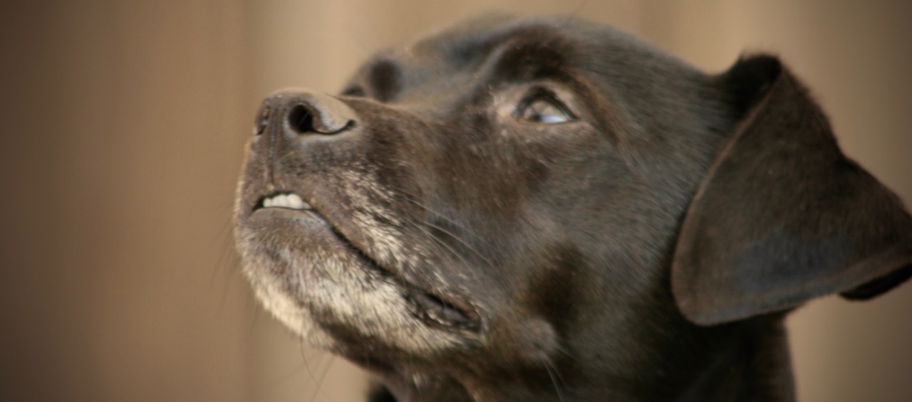 The Dog Who Changed My Life