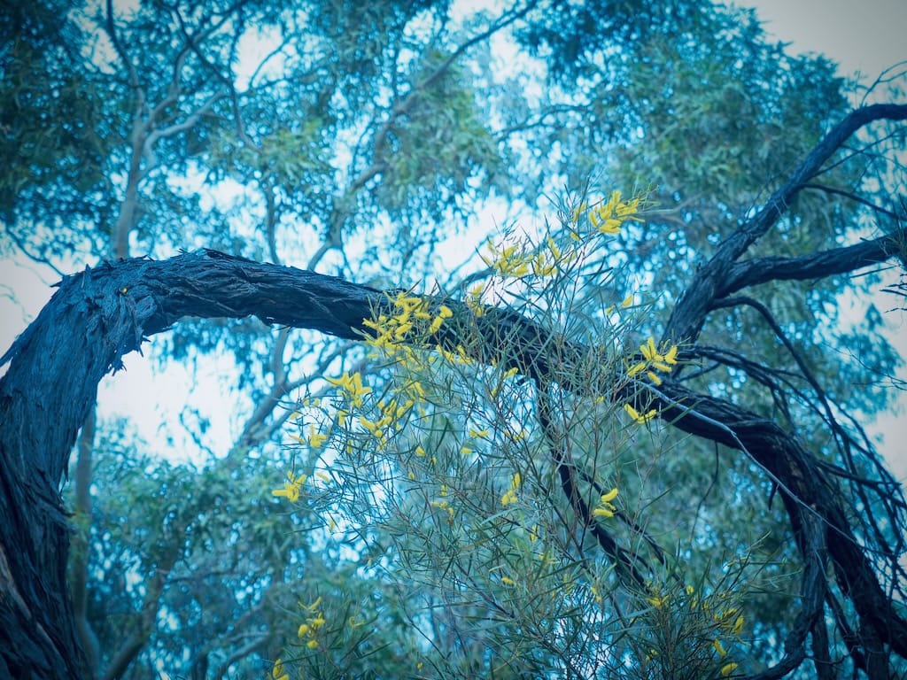 A closeup on the gnarled branch of a tree, with yellow flowers sprouting in front
