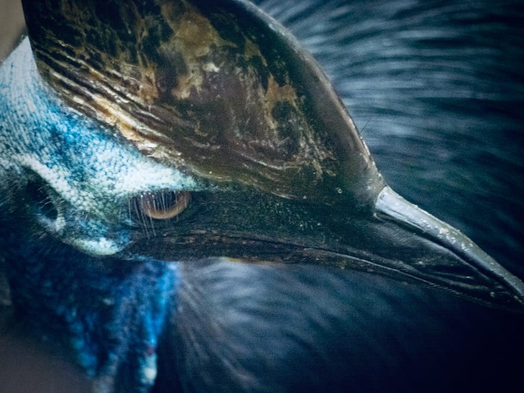 A cassowary bird is giving you a vicious side-eye