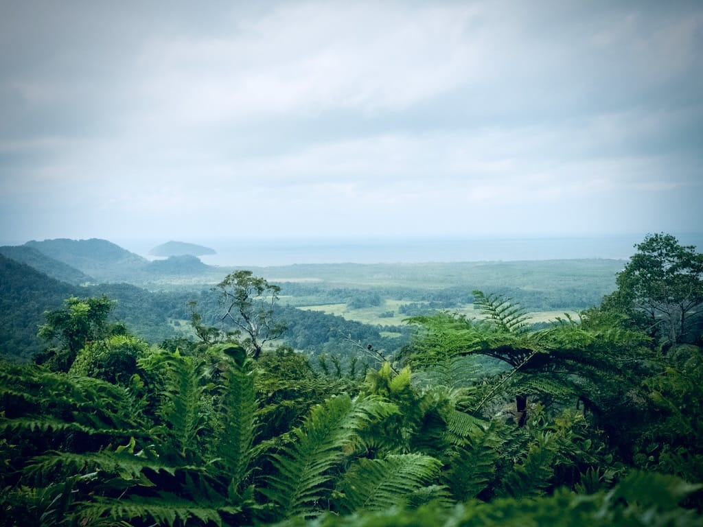 Looking out over a landscape of jungle, with hills in the left, ferns in the front, and the ocean far ahead.