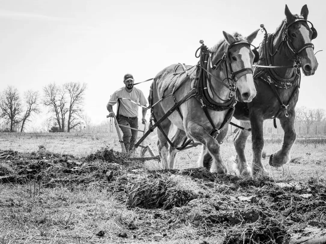   Photo courtesy of Dr. Jared M. Phillips working with his draft horses on his farm in the Hill country of Northwest Arkansas.  