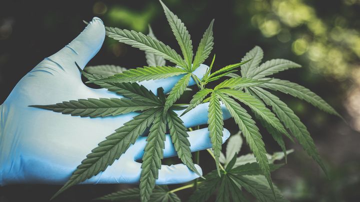 On the Gentrification of Cannabis Culture