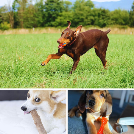 Say Goodbye to Puppy Tears: The Best Teething Toys For Puppies