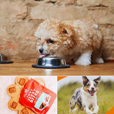 The Ultimate Treat for Your Four-Legged Best Friend: Salmon Bites for Dogs