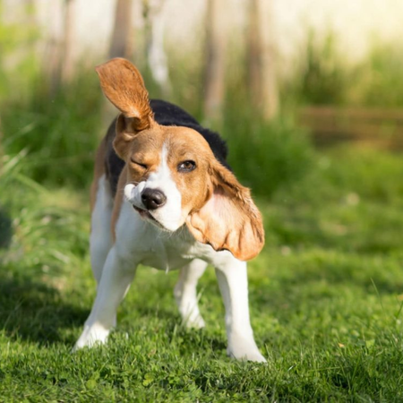 Why Is My Dog Shaking After Surgery