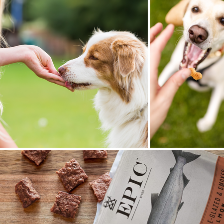 Satisfy Your Pup's Hunger With These Top 4 Best Fried Salmon Bites