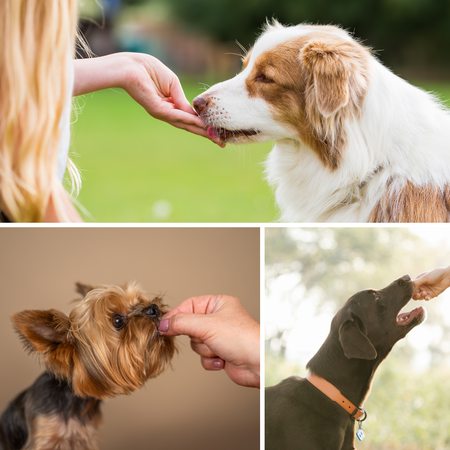 Discover The Taste Sensation: Our Top Picks For Freeze-Dried Dog Treats!