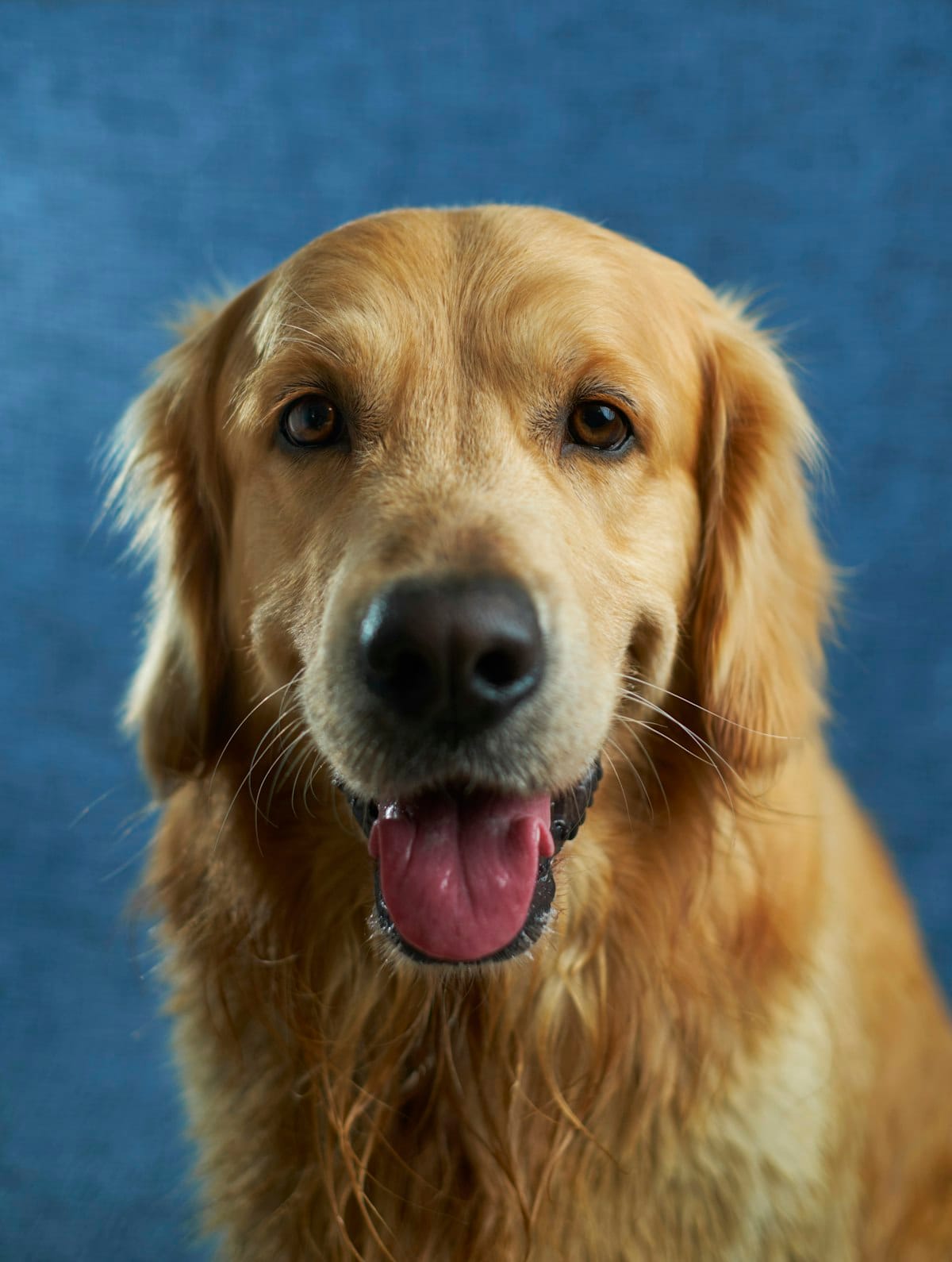 UK dog representing pet insurance comparison