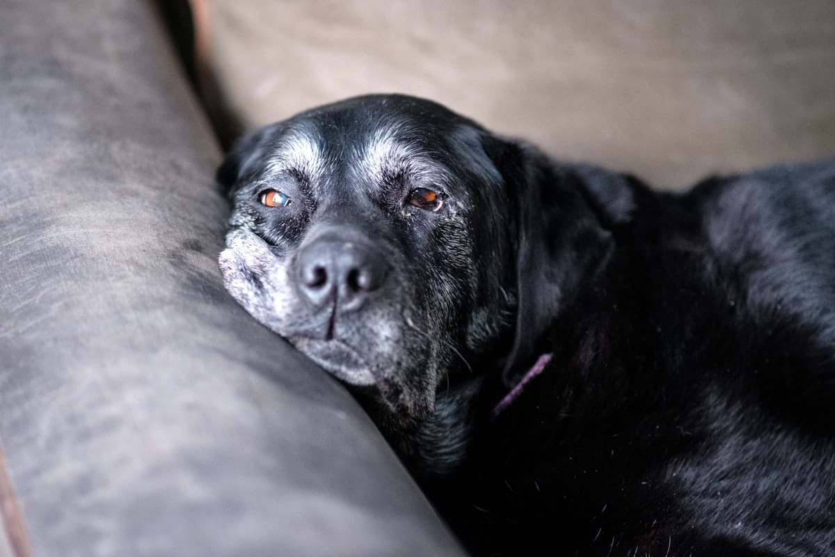 Dog resting at home representing long-term lifetime cover