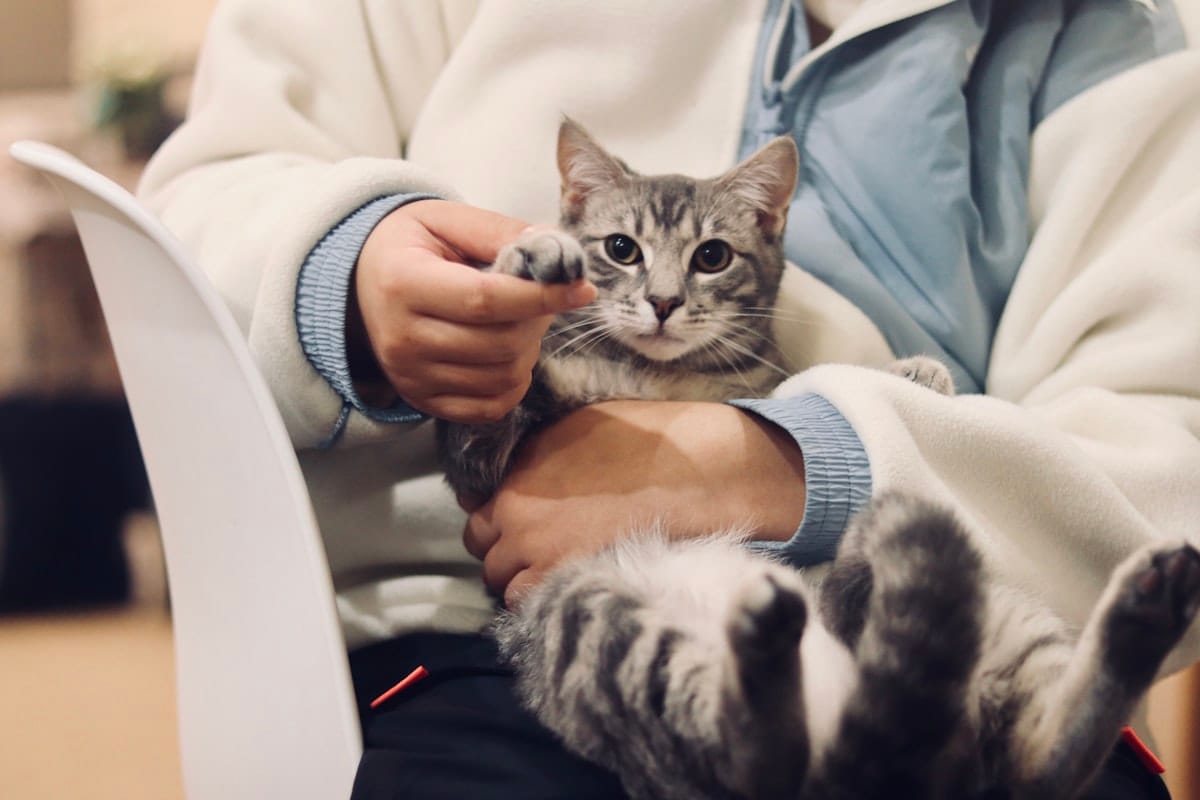 Person holding cat representing pre-existing conditions cover