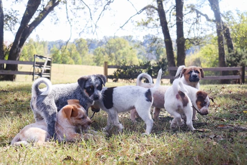 Multiple dogs