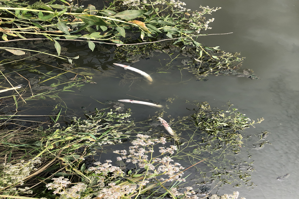 Southern Water fined £2.4m for Kent sewage and diesel pollution