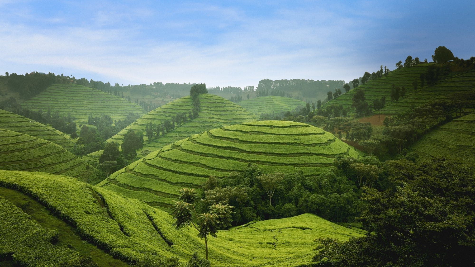 41% of tea buyers stick with the same brew, YouGov finds