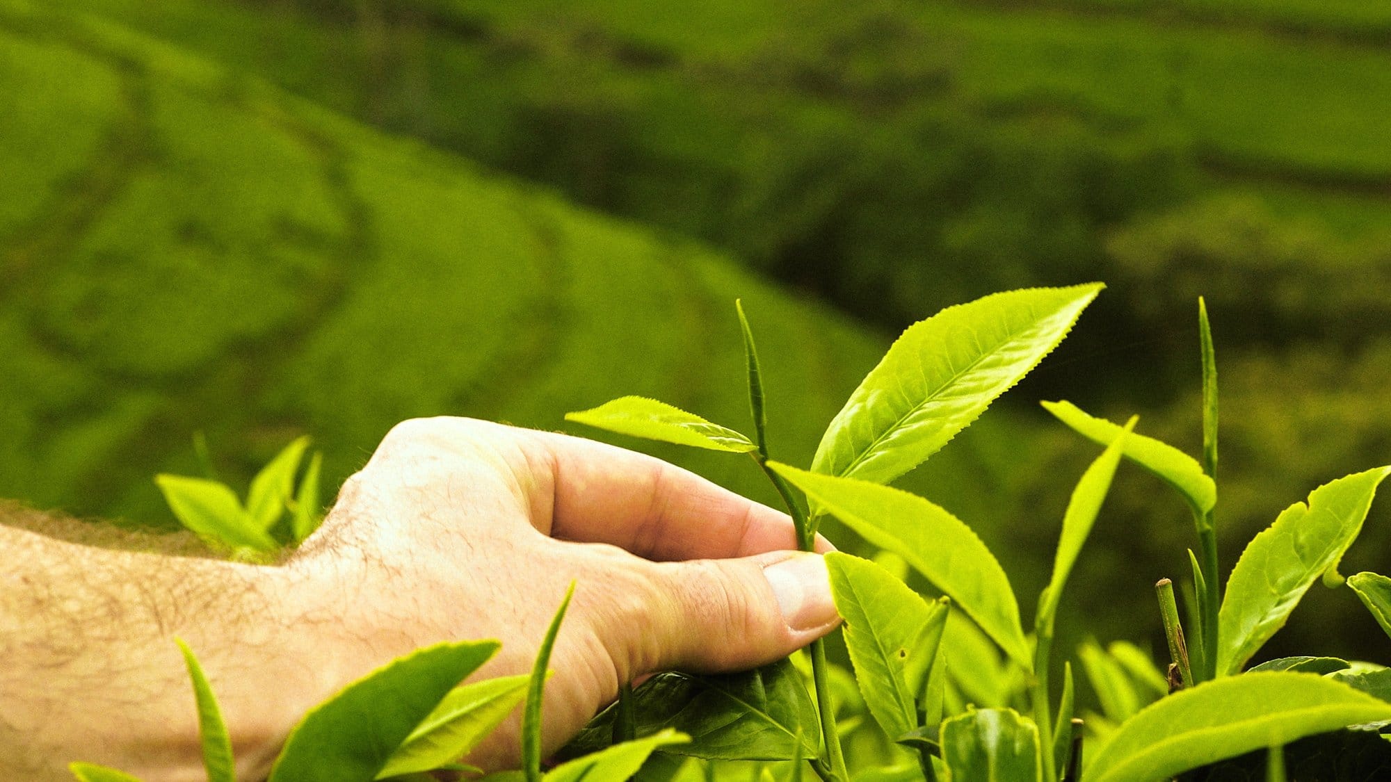 Hand plucking fresh tea leaves on an East African estate