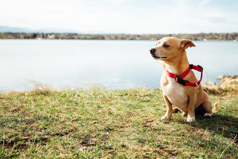 Pet Insurance with Pre-Existing Conditions UK 2026: Can You Get Cover?