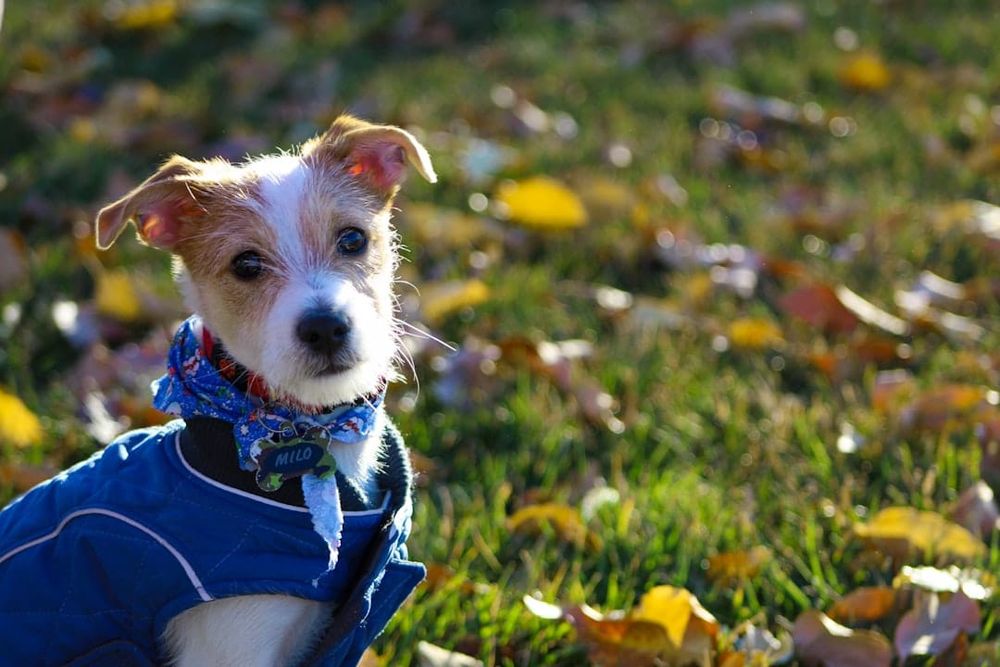 Cheapest Dogs to Insure UK post image