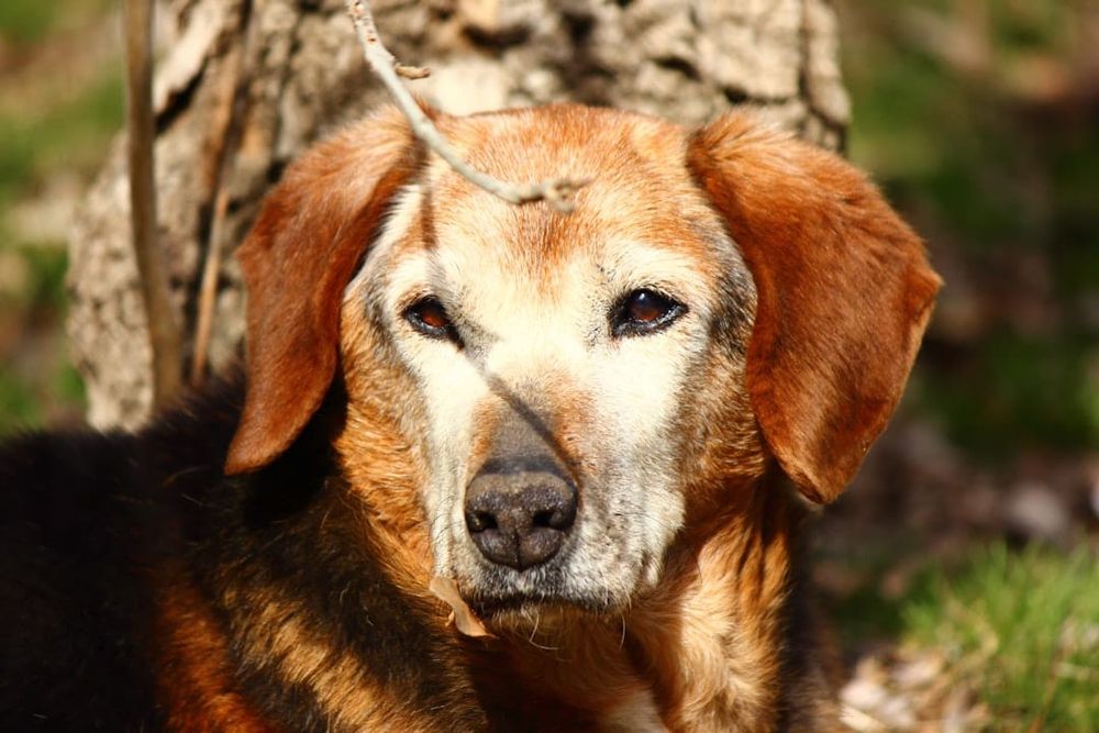 Dog Insurance for Older Dogs UK post image