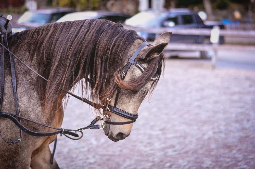 Horse Insurance UK 2026: Best Cover & What It Costs