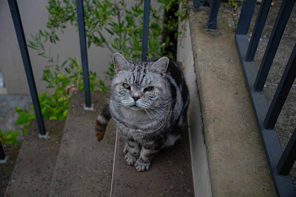 Cat Neutering Cost UK 2026: Spaying and Castration Prices and Free Schemes post image