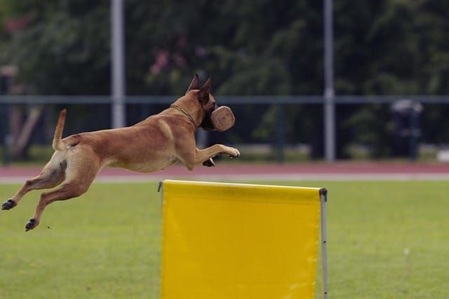 Bringing Pets to the UK from Abroad: Documents and Quarantine