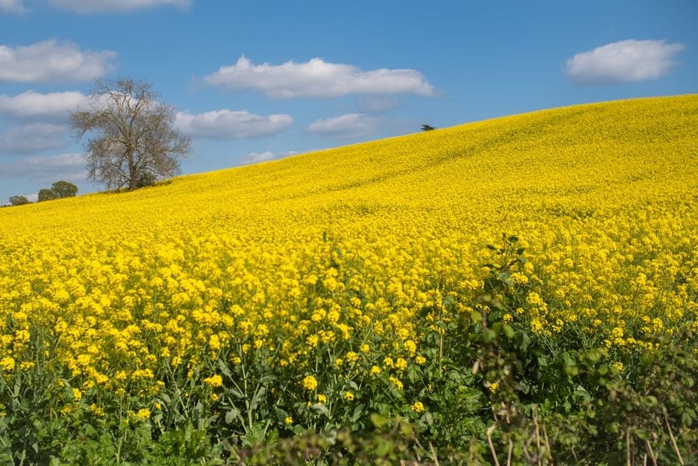 Farm and Agricultural Energy UK: Rural Tariffs, RHI Legacy and On-Farm Generation