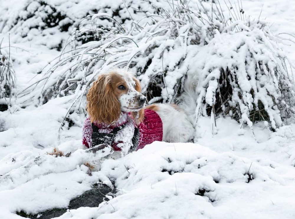 John Lewis Pet Insurance UK 2026: Contact, Claims & Complaints Process