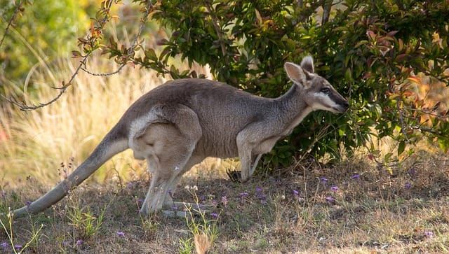 Moving to the UK from Australia: Complete Guide
