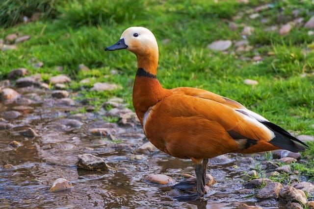 River Restoration & Habitat Improvement — ANGLIAN WATER SERVICES LIMITED | Bid intelligence