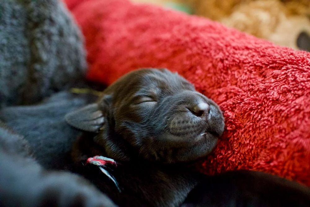 Sainsbury's Pet Insurance UK 2026: Contact, Claims & Complaints Process
