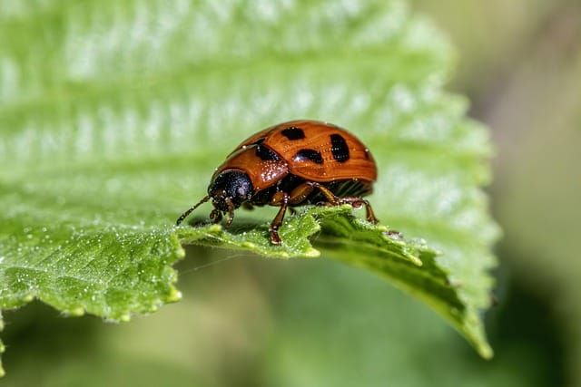 STH Pest Control — Sheffield Teaching Hospitals NHS Foundation Trust | Bid intelligence