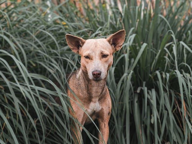 Stray Dog collection service — Dudley Metropolitan Borough Council | Bid intelligence