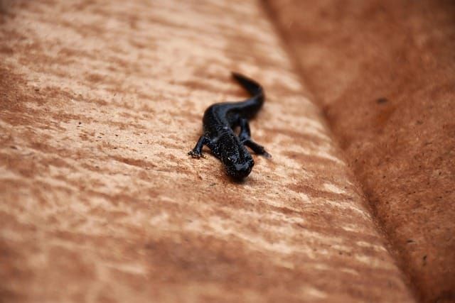 Training for Great Crested Newt (GCN) — ENVIRONMENT AGENCY | Bid intelligence