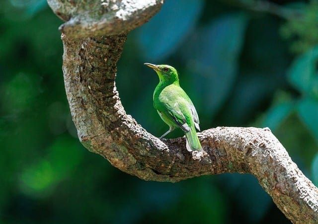 Tree Surveys and Works — VIVID Housing Ltd | Bid intelligence