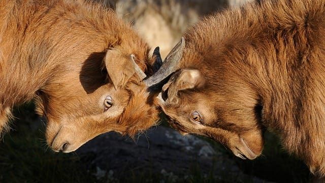UK Will Disputes and Contesting Process