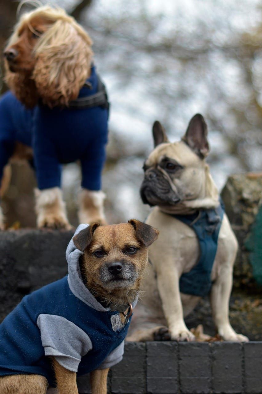 Dog Walking Insurance UK 2026: What Cover Do You Need?