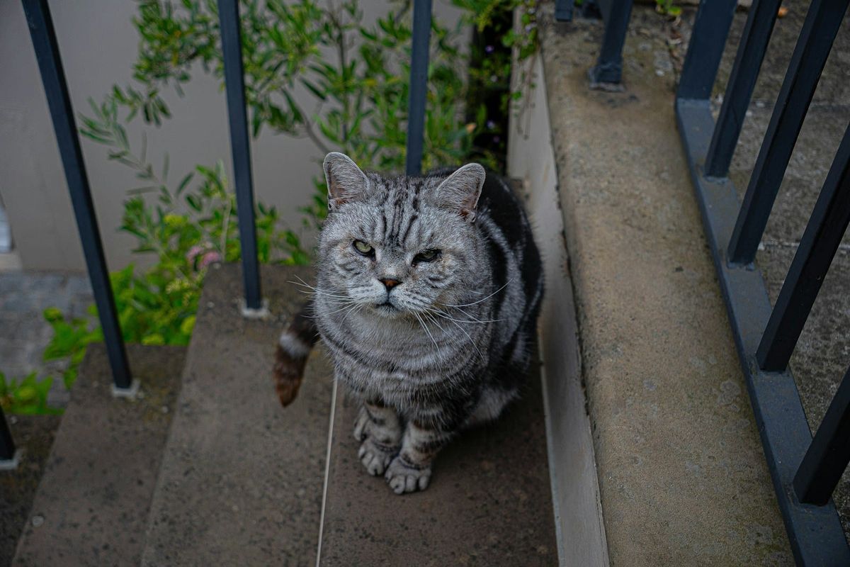 Cat Neutering Cost UK 2026: Spaying and Castration Prices and Free Schemes