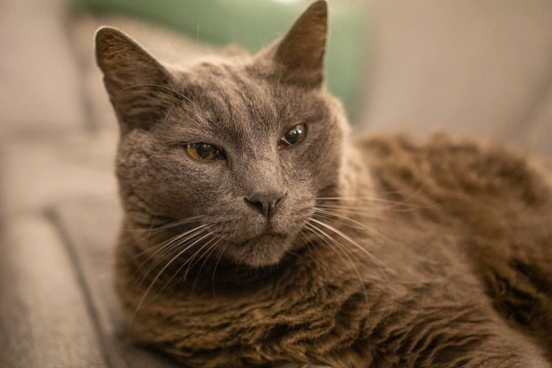 Pet Insurance for Older Cats UK 2026: Cover Options, Costs and What to Expect