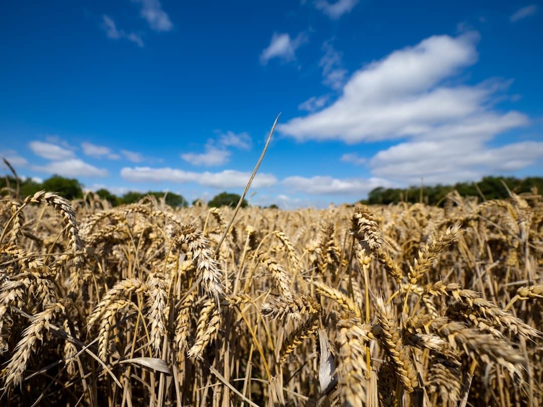 Iran Conflict Drives Fertiliser Costs Up 70% — What It Means for UK Food Prices in 2026