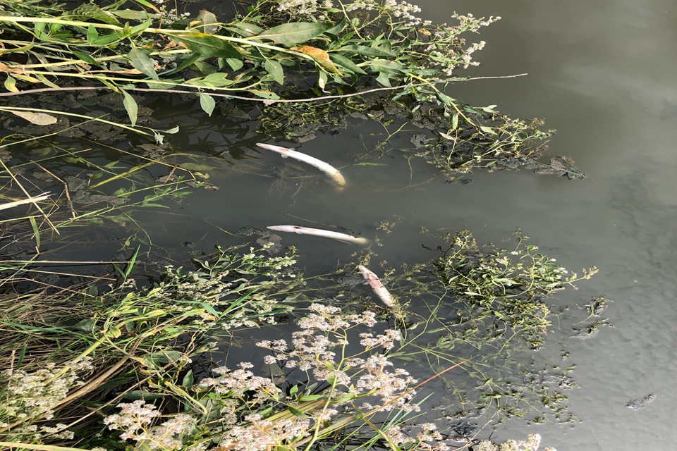 Southern Water fined £2.4m for Kent sewage and diesel pollution