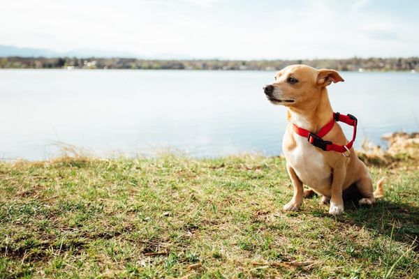 Pet Insurance with Pre-Existing Conditions UK 2026: Can You Get Cover?