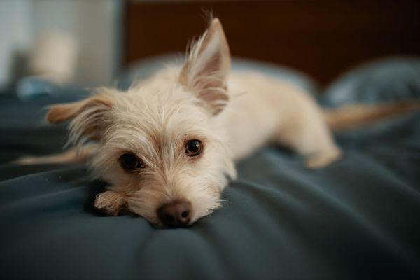 Pet Insurance Immediate Cover UK