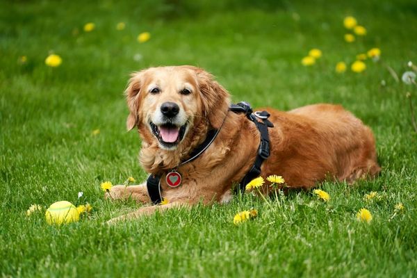 Dog Insurance UK 2026