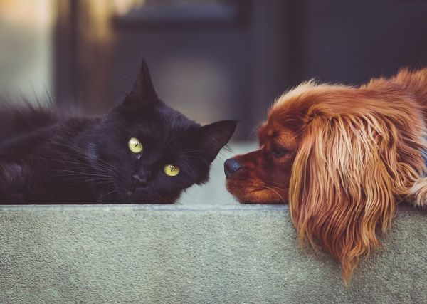 Multi-Pet Insurance UK 2026: Cover for Two or More Pets Explained